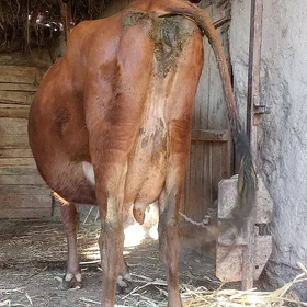 goleli sygyr