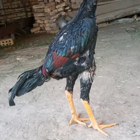 baýes