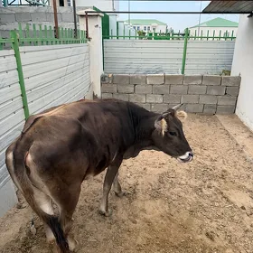 şwes tüwe