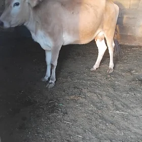 Sygyr