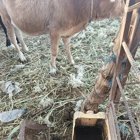 öküz