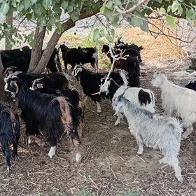 Çebişler