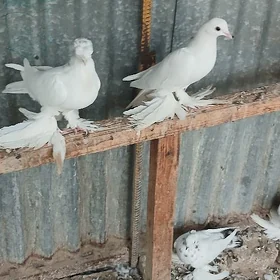 Kepderi