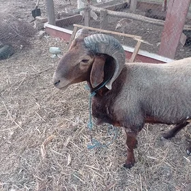 kockar