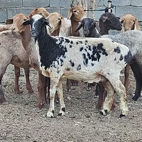 Bogaz Goyun