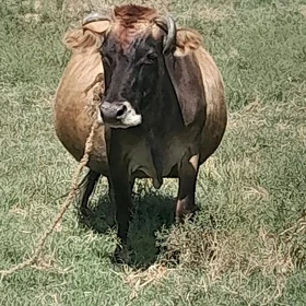 sSygyr