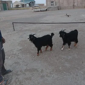 çebis