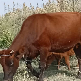 Saglyk sygyr gunajyn