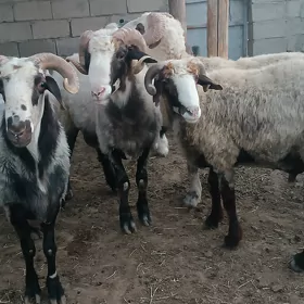 goç