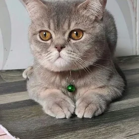 Британец