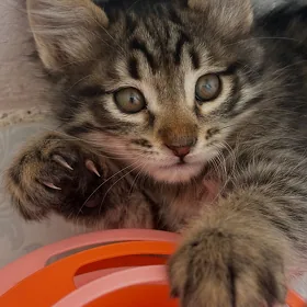 КОТЕНОК В ДОБРЫЕ РУКИ