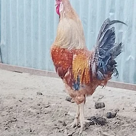 paroda horaz