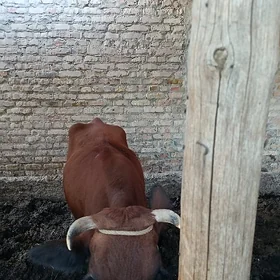 Saglyk sygyr