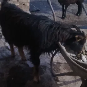 гечи
