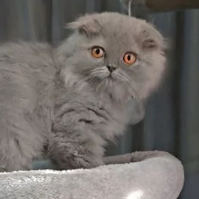 Котёнок