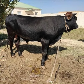 okuz goleli  sygyr