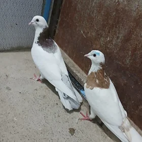 kepderi