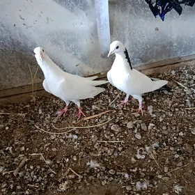 Kepderi