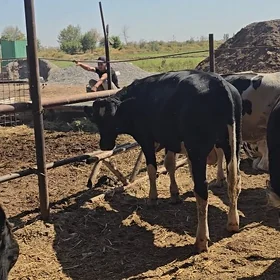 Galyşdeỳin öküz 8 / 7 aylyk