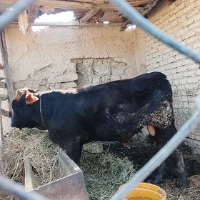 Ökiz