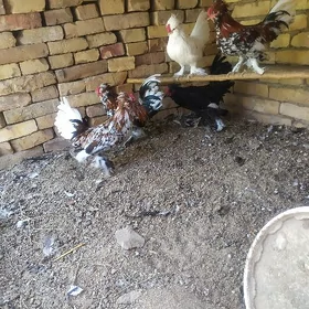 karlık troyka horaz jujeler