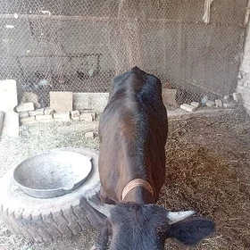 gulajyn.  baklan