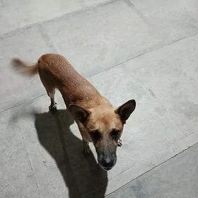 awçarka