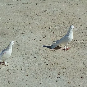 Kepderi