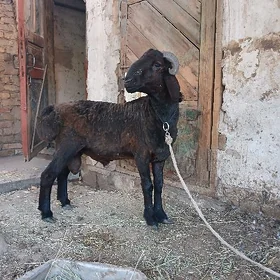 Goçkar