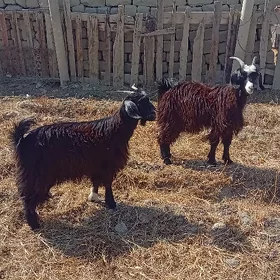 ÇEBIŞLER DÖWGALA OBA