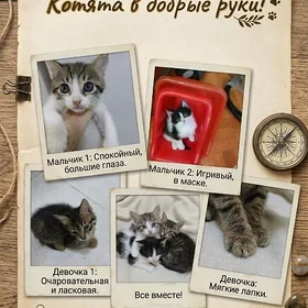 Котятата в добрые руки