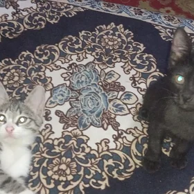 Котенки