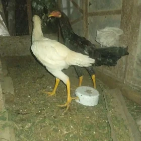 Baýsy