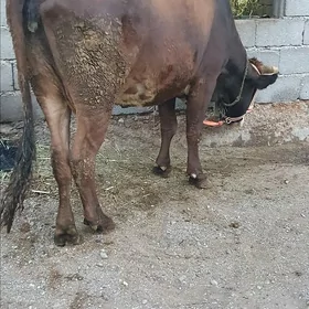 sygyr