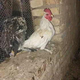 karlik