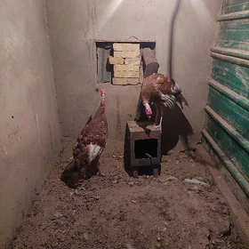 InDuk OwGaN pArOdA