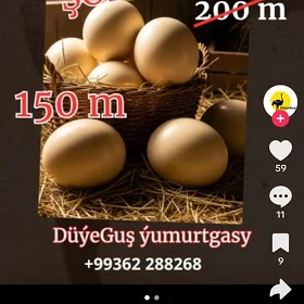 Duyegus yumurtga enkubatyrynky
