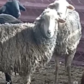 merenos goyunlar