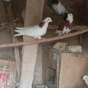 kepderi