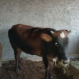 Tüwe