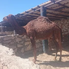 dúŷe