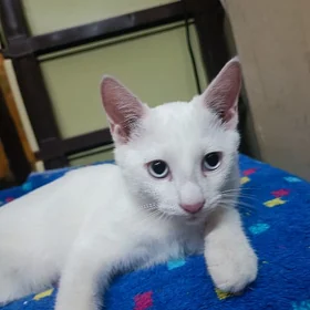 Котёнок