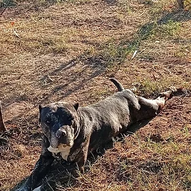 Balu