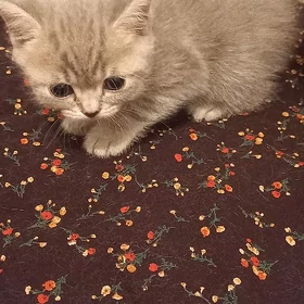 котята мальчики