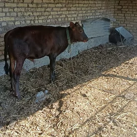 okuzce