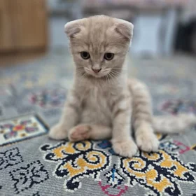 Котята британо-шотландцы