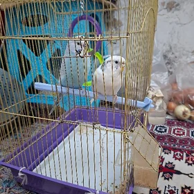 satlyk guş