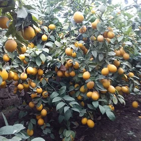 Limon  nahaly
