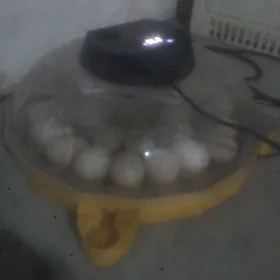 inkubatorlar