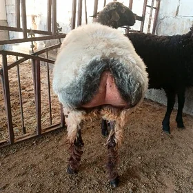 Goyun işşek
